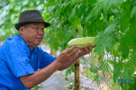 Bí thư chi bộ thôn làm kinh tế giỏi từ mô hình trồng cây lấy hạt