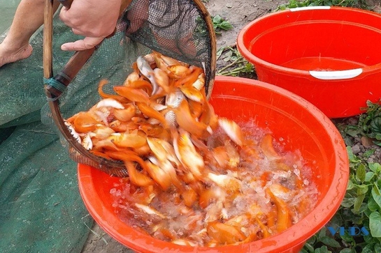 Các hộ nuôi cá chép đỏ cúng ông Công, ông Táo ở thị trấn Tân Phong tích cực chuẩn bị phục vụ thị trường