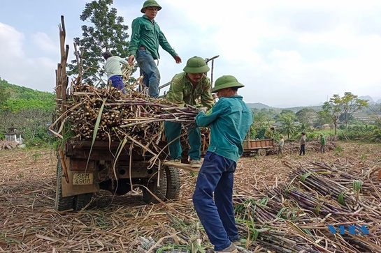 Nông dân Thạch Thành thu hoạch mía nguyên liệu
