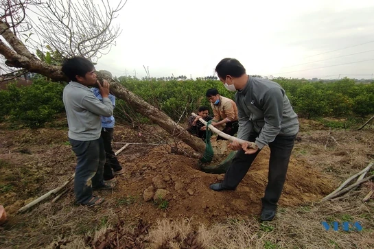 Vất vả cảnh bán đào, quất