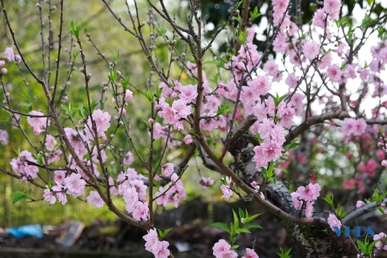 Hoa xuân rộn ràng trên phố
