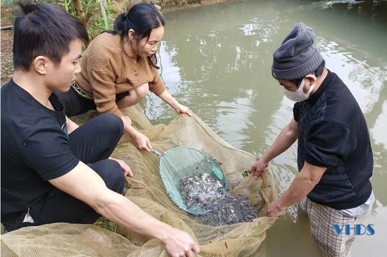 Hướng thoát nghèo từ nuôi cá giống Dầm Xanh tại bản Pượn