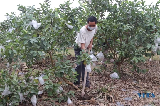 Ổi lê quý hương nức lòng thực khách