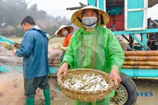 Ngư dân Thanh Hóa đón mùa cá trích đầu năm mới