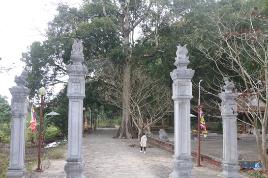 Về thăm núi Tùng