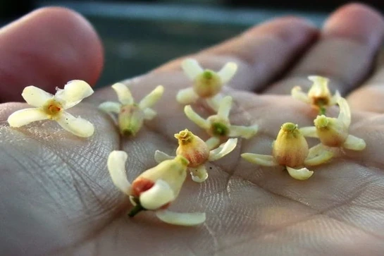 Hương xưa xà cừ