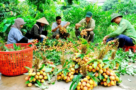 Quả vải thiều Hải Dương vươn xa