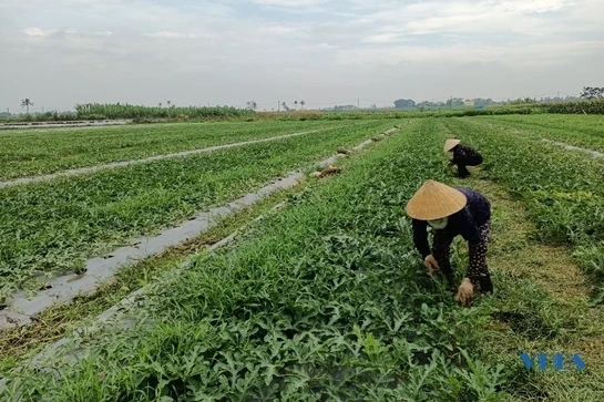 Hiệu quả từ việc chuyển đổi cơ cấu cây trồng ở Hoằng Đại