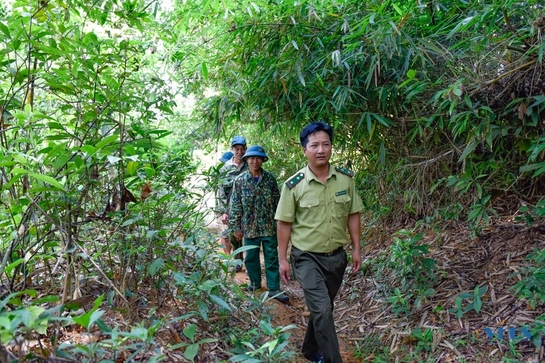 Chủ động nâng cao hiệu quả công tác bảo vệ tài nguyên rừng