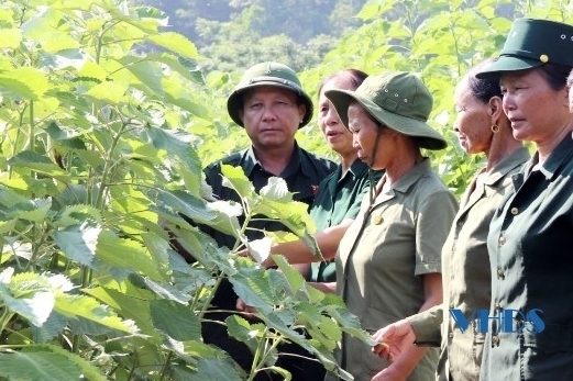 Cây gai xanh - cơ hội làm giàu của cựu thanh niên xung phong Nguyễn Thị Ngọc