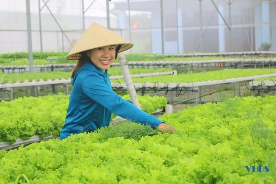 Thăm mô hình sản xuất rau thủy canh ở HTX nông nghiệp Phú Lộc