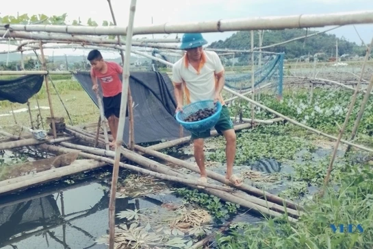 Chủ tịch Hội nông dân xã Hà Châu với mô hình nuôi ốc nhồi thương phẩm