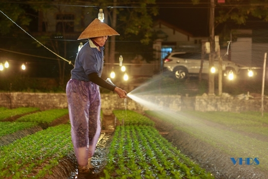 Làng trồng hoa Liên Quy vào vụ Tết  