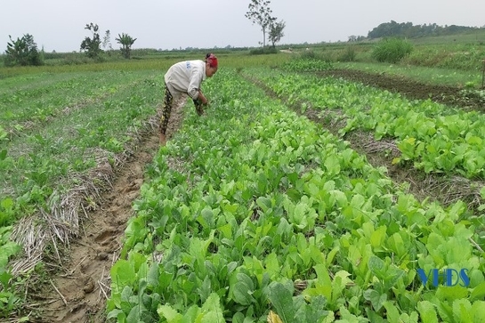 Xã Minh Tâm: Phấn đấu gieo trồng 160 ha cây trồng vụ đông