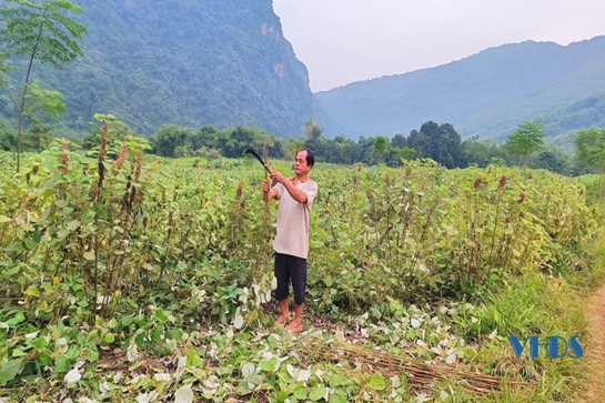 Cây gai xanh trên vùng đồi Quan Sơn