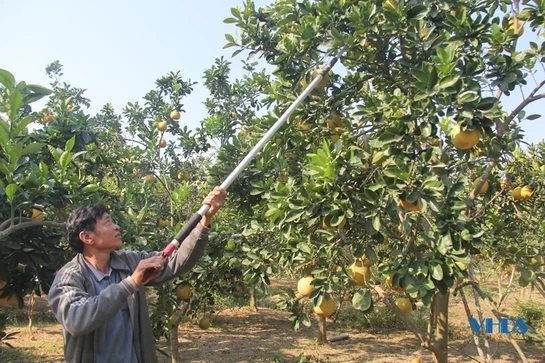 Những vườn bưởi xứ Thanh vào mùa thu hoạch