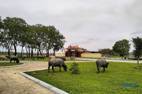 Giải quyết dứt điểm tình trạng trâu thả rông tại phường Hàm Rồng và Nam Ngạn