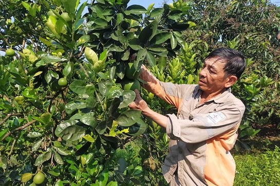 Nông dân gương mẫu, làm kinh tế giỏi