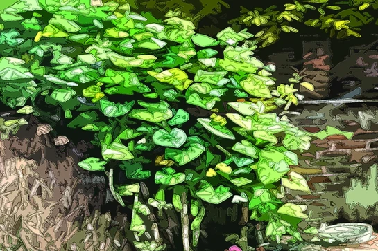 Nhớ bát canh rau tập tàng