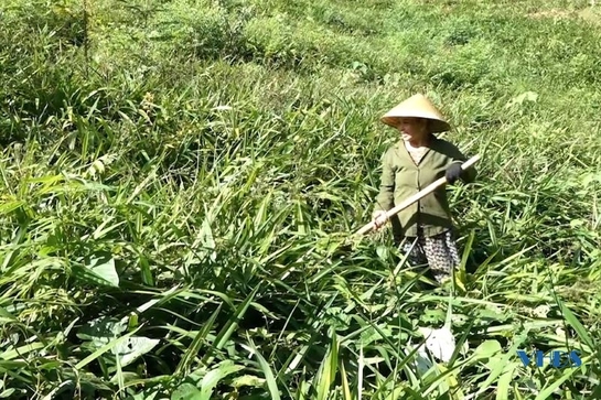 Trồng cây hương bài - hướng đi mới cho người dân xã Tân Bình