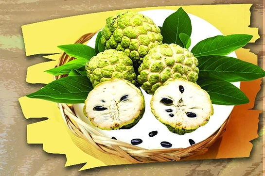 Mùa na ký ức 