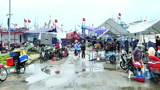 Mưu sinh ở Cảng cá Lạch Bạng