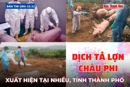 Bản tin 18 giờ ngày 13/11: Dịch tả lợn châu Phi xuất hiện tại nhiều tỉnh, thành phố