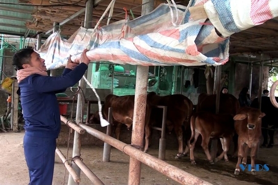 Ngọc Lặc: Tăng cường các giải pháp phòng, chống đói rét cho đàn vật nuôi