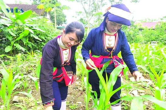 Đổi thay ở bản người Dao thôn Bình Yên