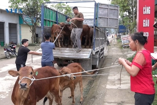 Trao bò giống sinh sản cho 41 hộ nghèo, cận nghèo tại xã Thanh Quân