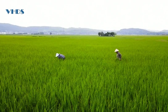 Xây dựng thương hiệu các sản phẩm lúa nếp