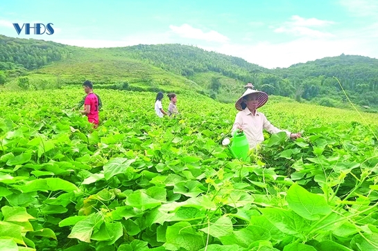 Sản xuất rau, quả hữu cơ ở Lũng Cao