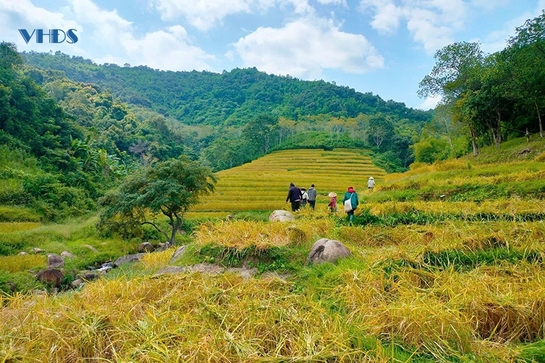 Người đưa lúa nếp Cay Nọi trở thành sản phẩm OCOP đầu tiên của Mường Lát