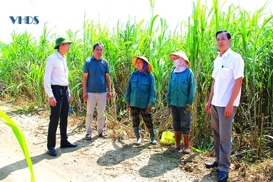 “Hồi sinh” cho cây mía nguyên liệu