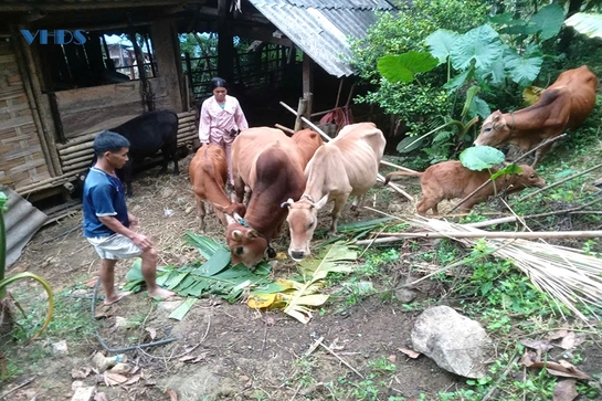 Quan Sơn triển khai nhiều mô hình sản xuất giảm nghèo bền vững