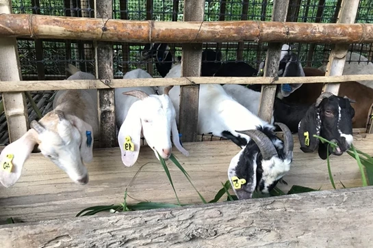 Tín hiệu tích cực từ những mô hình “con nuôi mới, cây trồng mới” ở huyện vùng biên
