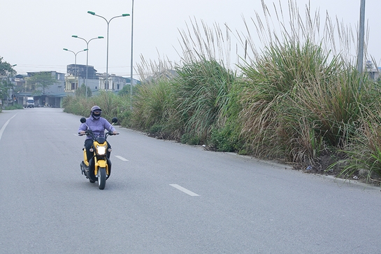 Cỏ mọc um tùm trên dải phân cách