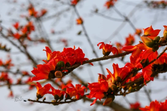 Mộc miên... gọi hè