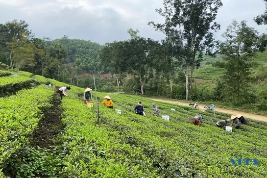Mướt xanh đồi chè trên đất Bình Sơn