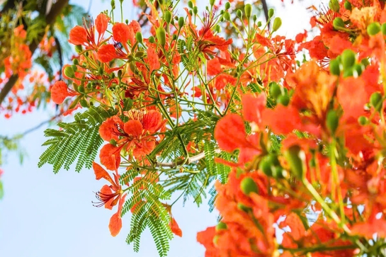 Phượng đỏ một thời, một đời yêu thương
