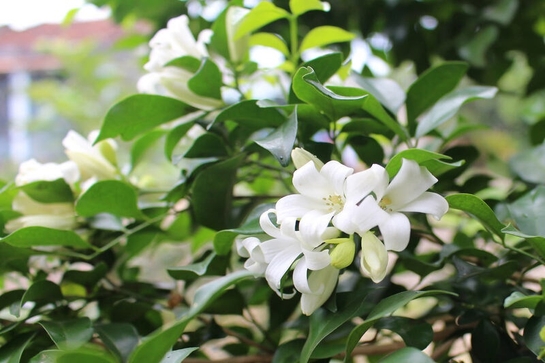 Nguyệt quế - âm thầm mà tỏa ngát hương say