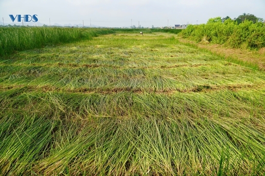 Cây cói trên đất Nga Sơn