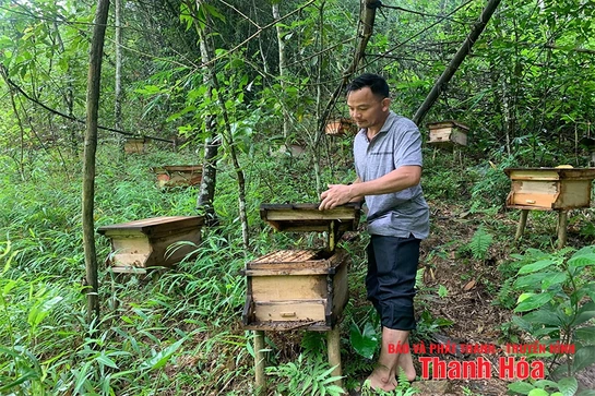Khát vọng rừng xanh (Bài 2): Những “triệu phú” trồng rừng