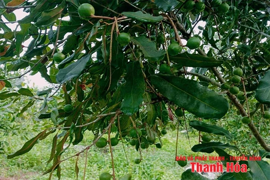 Cây mắc ca trên  vùng  đồi  Thượng  Ninh