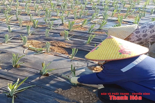 Chuyện kể từ Đồng Lách (Bài 2): Khát vọng  thoát nghèo