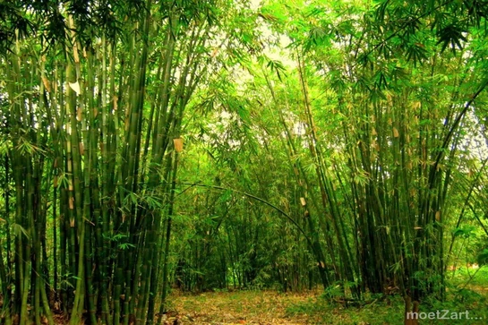 Tre làng xứ Thanh  -  Dáng đứng kiên cường