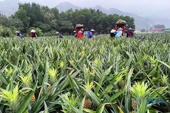 Chuyện của... dứa thơm (Bài 1): Trên đất nông trường