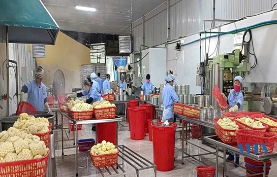 Chuyện của... dứa thơm (Bài 2): Đường tới... OCOP