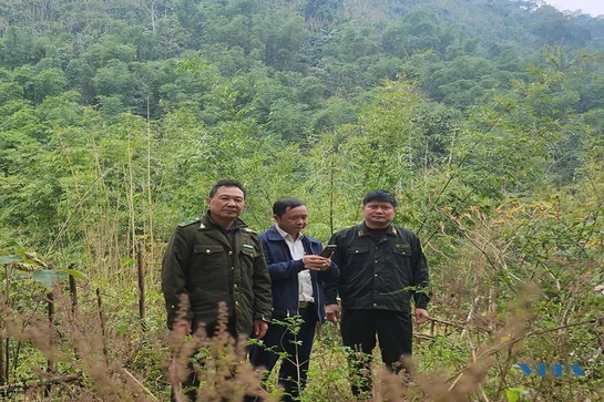 Tái sinh rừng tre nứa bị “khuy”