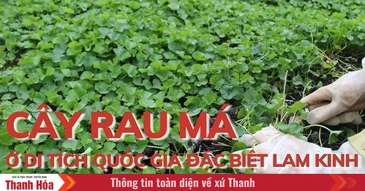 Cây rau má ở Di tích Quốc gia đặc biệt Lam Kinh